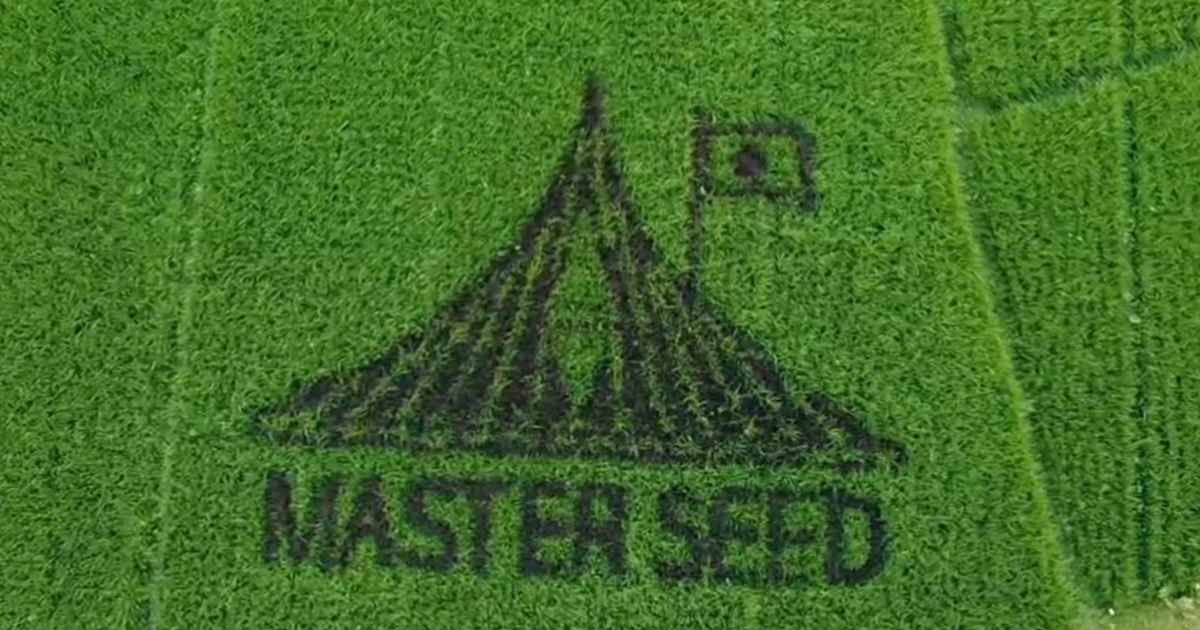 সেই স্কুলশিক্ষকের নতুন চমক: এবার ধানক্ষেতে স্মৃতিসৌধ!