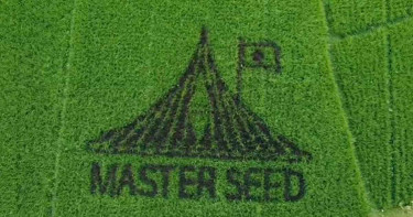 সেই স্কুলশিক্ষকের নতুন চমক, এবার ধানক্ষেতে জাতীয় স্মৃতিসৌধ