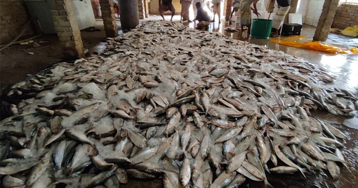 বঙ্গোপসাগরে একটানে জালে উঠে এলো ১০১ মণ ইলিশ!