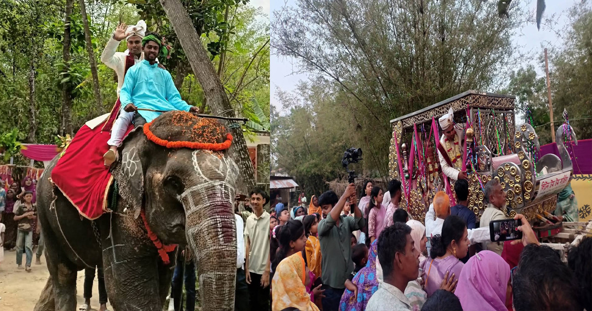 বিয়েতে হাতির পিঠে চড়ে এলেন বড়, বউকে নিয়ে গেলেন ঘোড়ার গাড়িতে