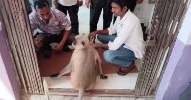 বিস্ময়কর কাণ্ড, চিকিৎসা নিতে হাসপাতালে হনুমান!