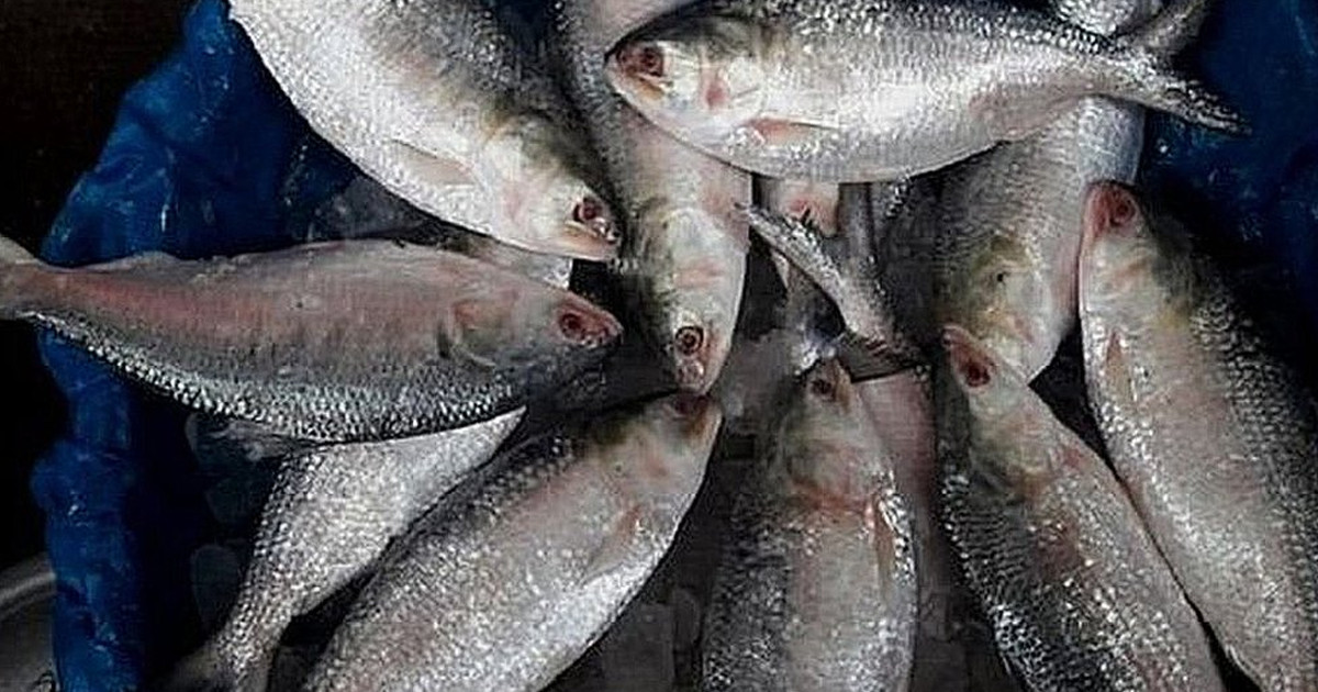 নিষেধাজ্ঞা সত্ত্বেও চাঁদপুরে পদ্মা-মেঘনায় চলছে জাটকা শিকার