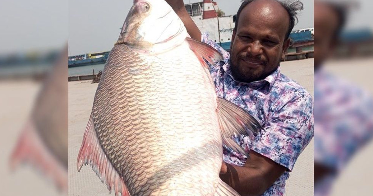 পদ্মায় ধরা পড়ল সাড়ে ১০ কেজির কাতল