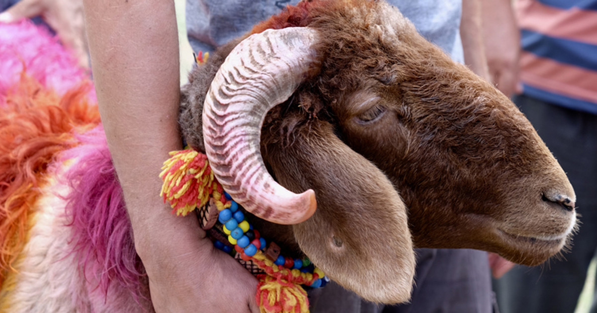 মধ্যপ্রাচ্যে কবে হতে পারে ঈদুল আজহা, যা জানা গেল