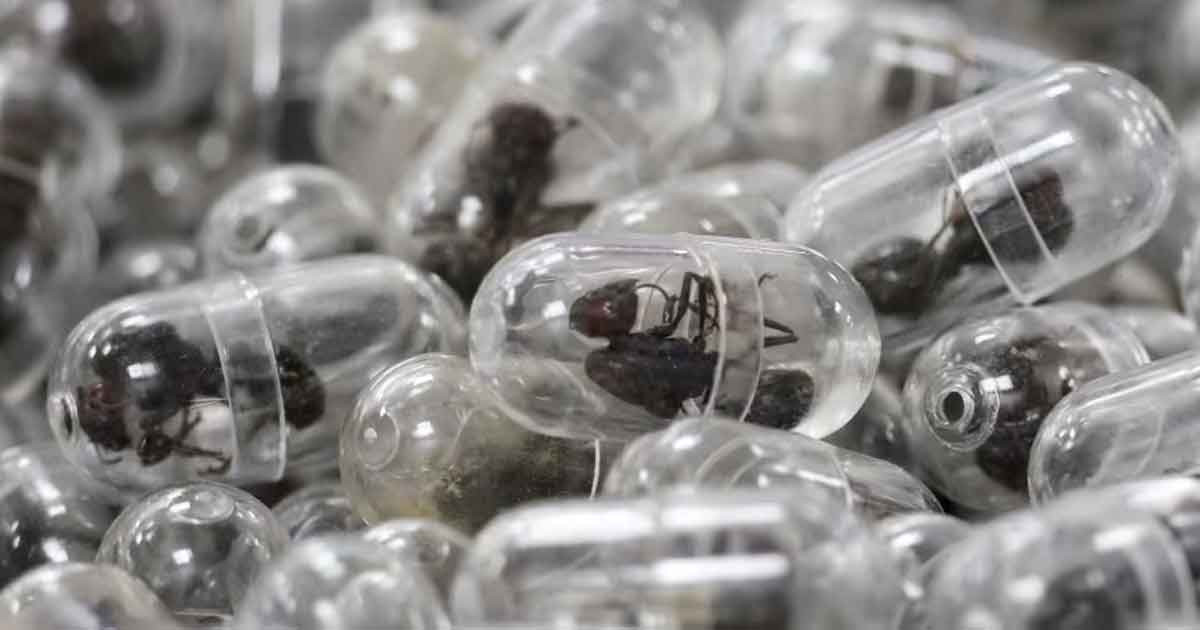 ২,২০০ জীবন্ত পিঁপড়া পাচার: কেনিয়ায় চীনা নাগরিকের কারাদণ্ড ও জরিমানা