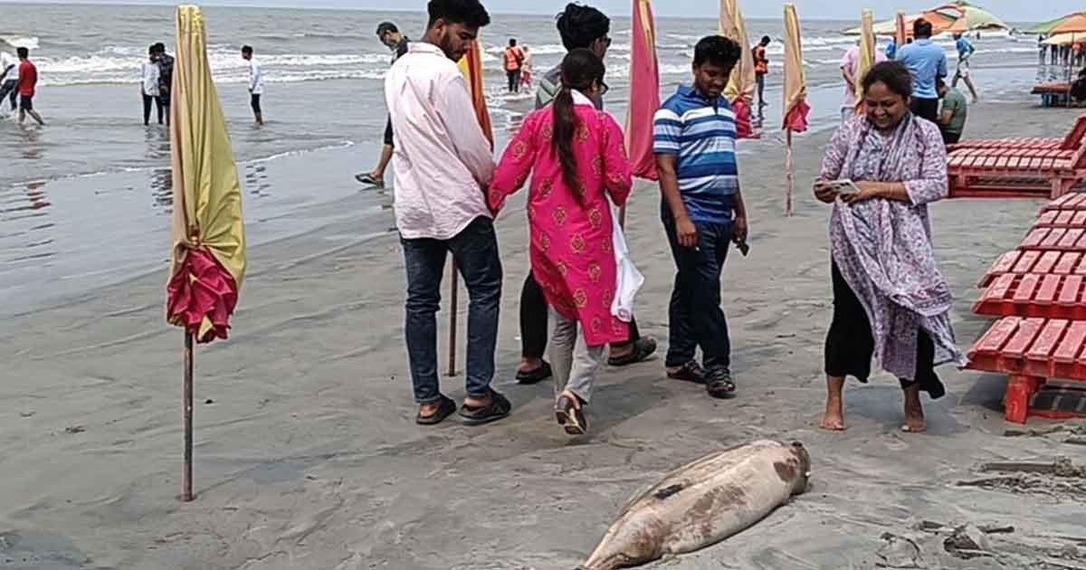 সমুদ্র সৈকতে একের পর এক ভাসছে মৃত ডলফিন