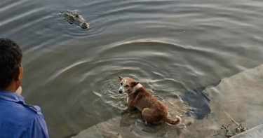 বাগেরহাটে কুমিরের মুখে কুকুর ছুড়ে দেওয়ার প্রমাণ মেলেনি: তদন্ত কমিটি