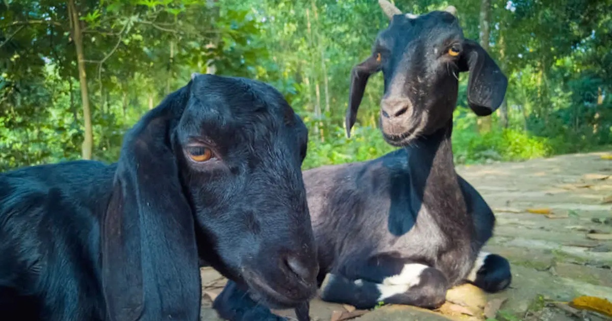 ছাগল পালন করে স্বাবলম্বী দিনাজপুরের শিবলী