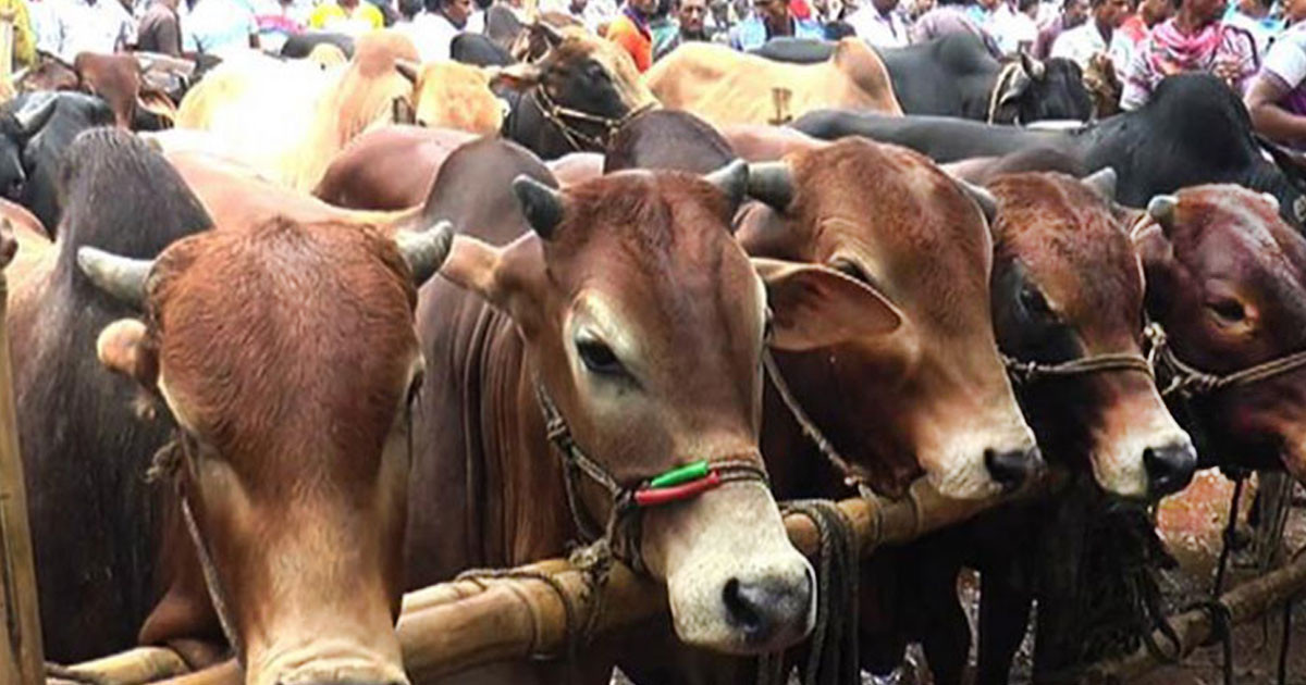 রাজধানীর ২৪ স্থানে বসবে অস্থায়ী পশুর হাট
