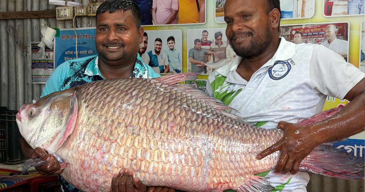 এক কাতলের দাম ৬৯ হাজার টাকা!