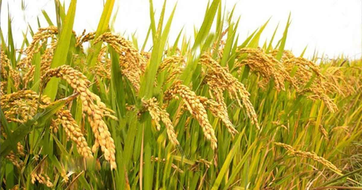 আগাম বন্যার শঙ্কা, দ্রুত ধান কাটার পরামর্শ পাউবোর