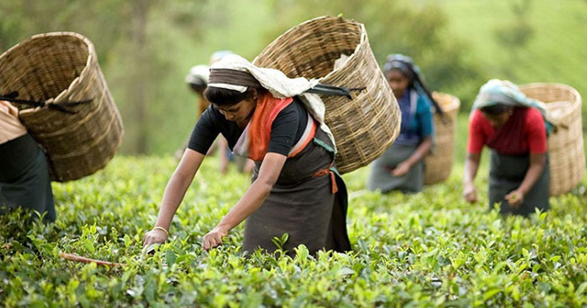 বদলে গেল ‘জাতীয় চা দিবস’ পালনের তারিখ