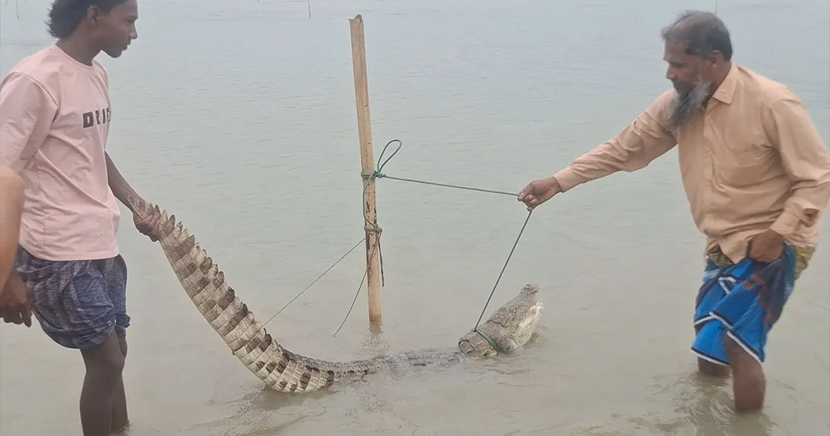 পদ্মায় মাছ ধরতে গিয়ে বড়শিতে ধরা পড়লো কুমির