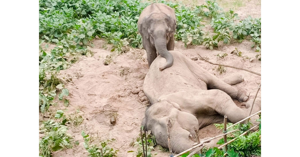 পাহাড়ে মৃত হাতির শুঁড় ও মাংস চুরি