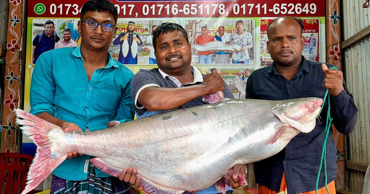 জেলের জালে ৭১ হাজার টাকার পাঙাশ