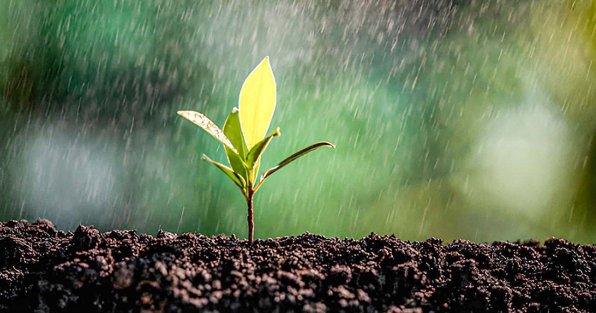 সুন্নাহর আলোকে মুমিনের বৃষ্টি বিলাস