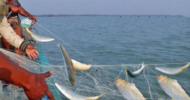 শেষ হচ্ছে নিষেধাজ্ঞা, মধ্যরাত থেকে ইলিশ শিকারে নামছেন জেলেরা