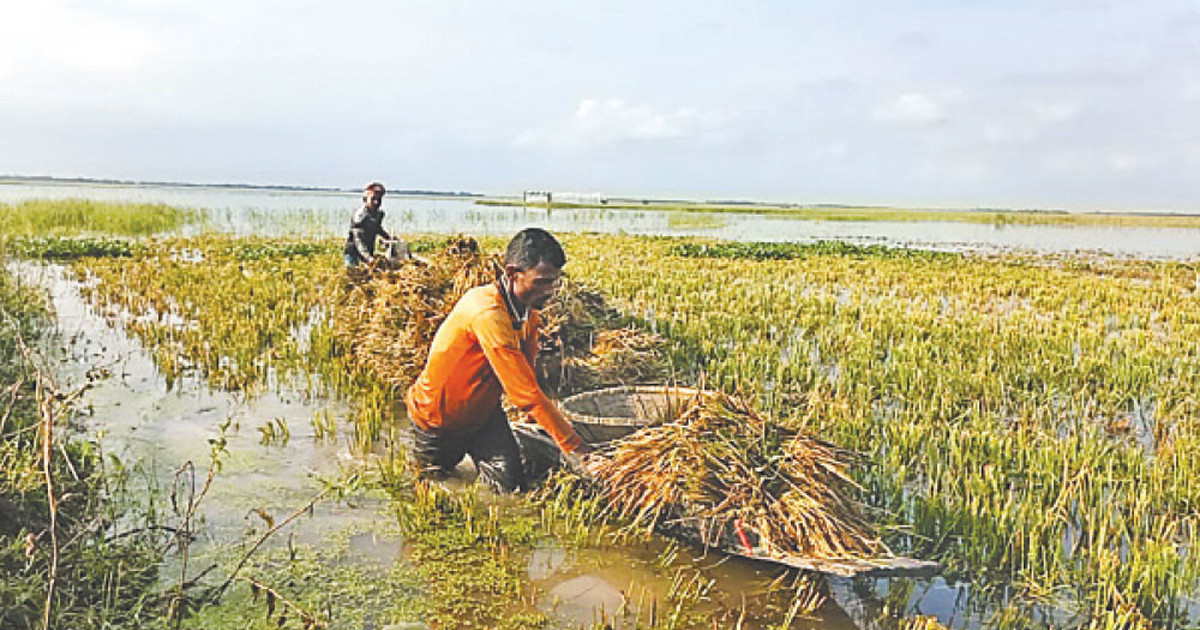 হাওরে ধানের ক্ষতি বৃষ্টি ও শ্রমিকসংকটে