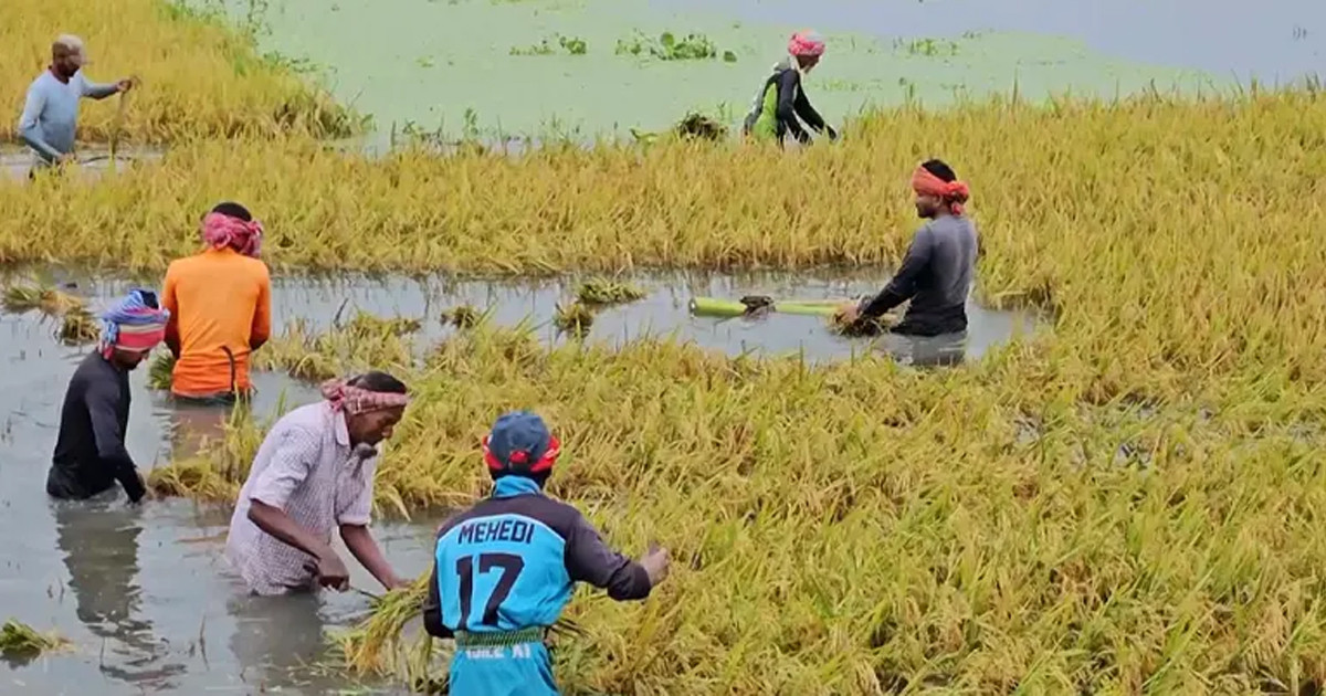 পানিতে নিজের ধান তলিয়ে যাওয়ার দৃশ্য দেখে জমিতেই কৃষকের মৃত্যু