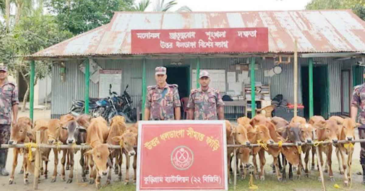 কুড়িগ্রামে ভারতীয় গরুসহ চোরাই পণ্য জব্দ