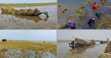 কিশোরগঞ্জে বন্যার পানিতে তলিয়ে গেছে ৯ হাজার হেক্টরের বেশি ধান
