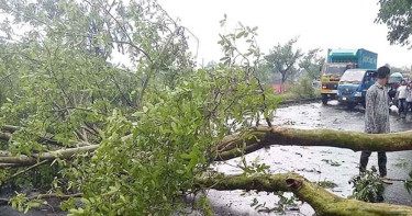কালবৈশাখী ঝড়ে গাছ পড়ে দুই জেলায় নিহত ২