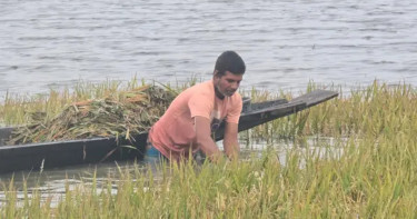 ৭ মে পর্যন্ত টানা বৃষ্টির শঙ্কা, হাওরজুড়ে ফসলহানির শঙ্কা বাড়ছে