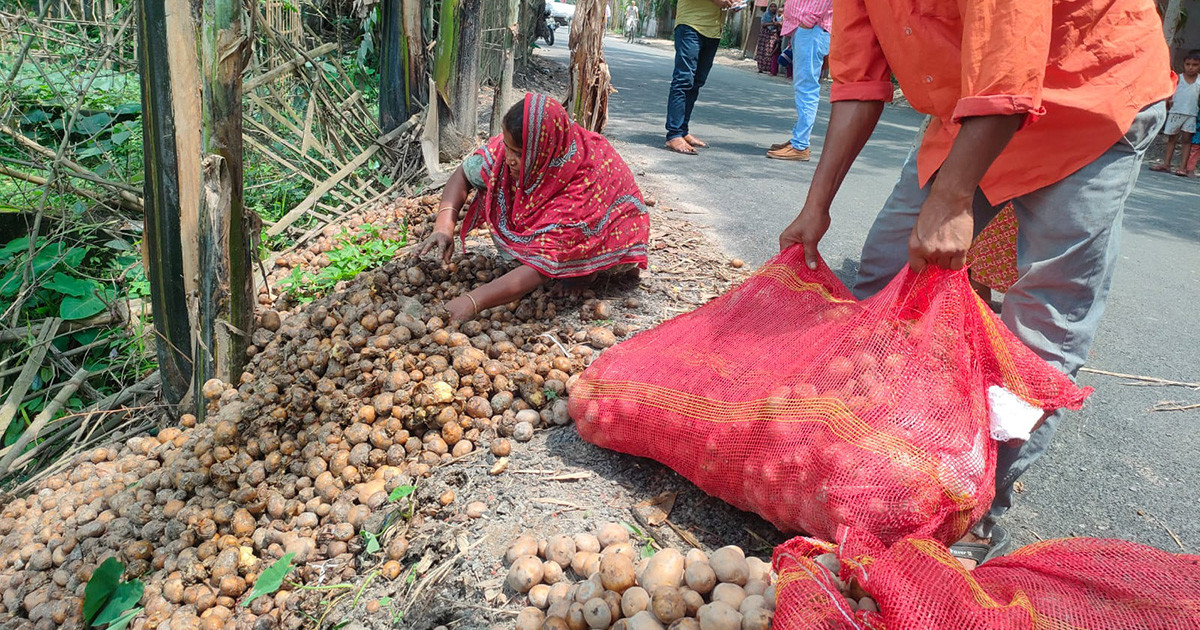 ১৮ টাকায় উৎপাদন ৫ টাকায় বিক্রি, ফেলে দেওয়া হচ্ছে আলু