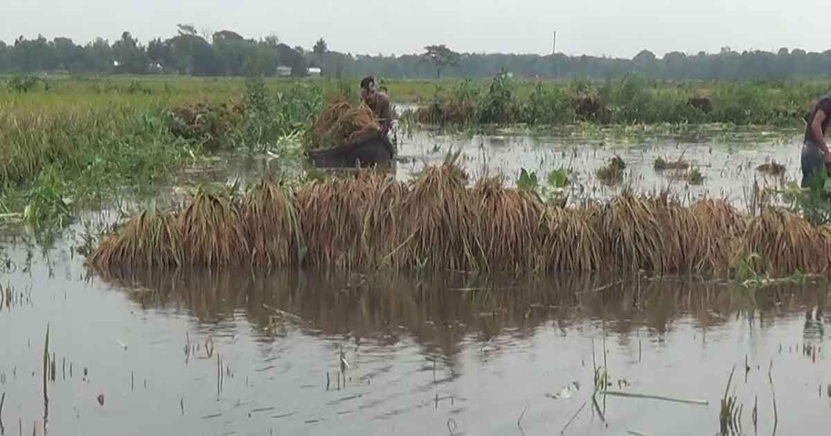 নেত্রকোনায় ৩১৩ কোটি টাকার ফসলের ক্ষতি, বিপাকে ৬৯ হাজার কৃষক