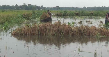নেত্রকোনায় ৩১৩ কোটি টাকার ফসলের ক্ষতি, বিপাকে ৬৯ হাজার কৃষক