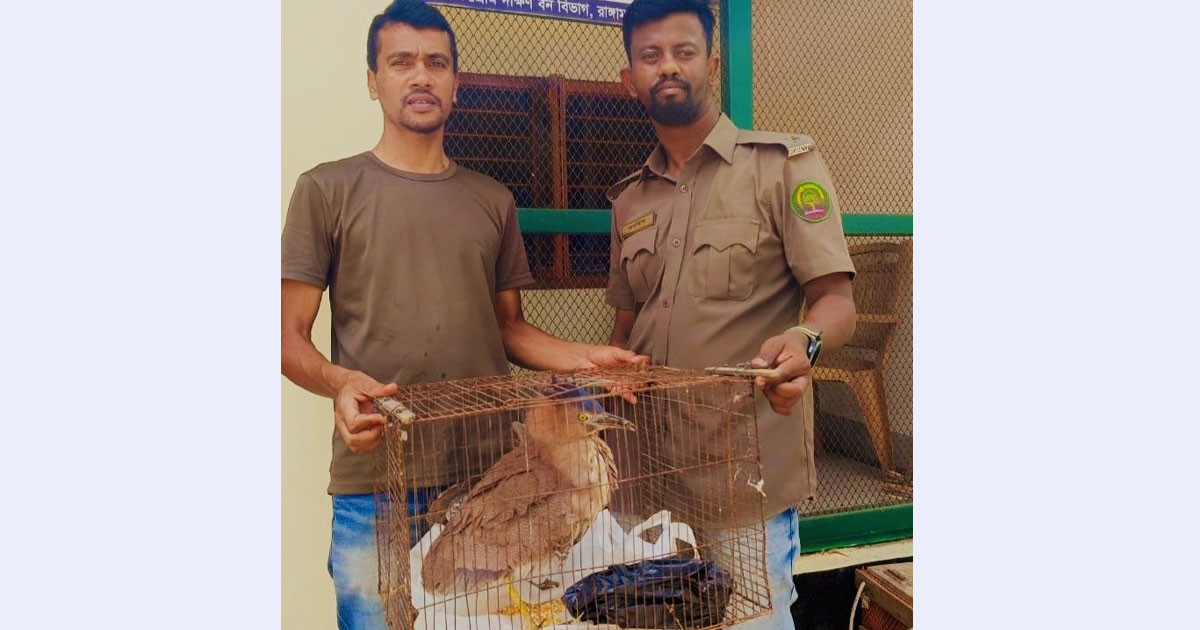 মালয় নাইট হেরন পাখি উদ্ধার