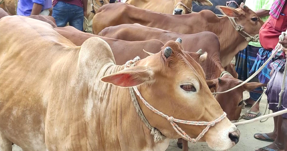 আট জেলায় কুরবানির জন্য প্রস্তুত ২০ লাখ ২৩ হাজার পশু