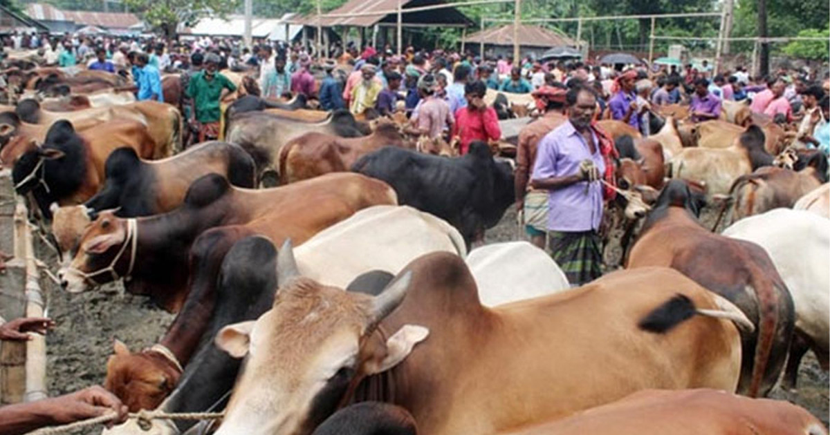 এবার রাজধানীতে বসছে ২৮টি কোরবানির পশুর হাট