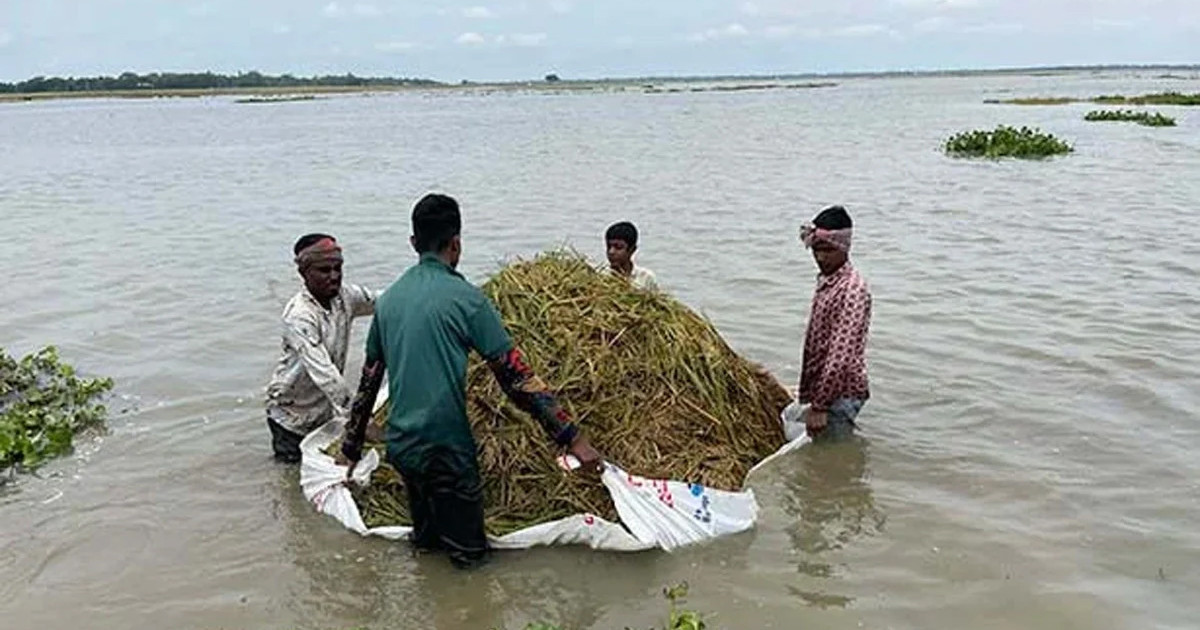 হাওরে বন্যা পরিস্থিতি বদলাচ্ছে, এখনো ৭ নদীর পানি বিপৎসীমার উপরে