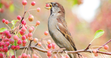 রিজিকের বরাদ্দ আসমান থেকে হয়