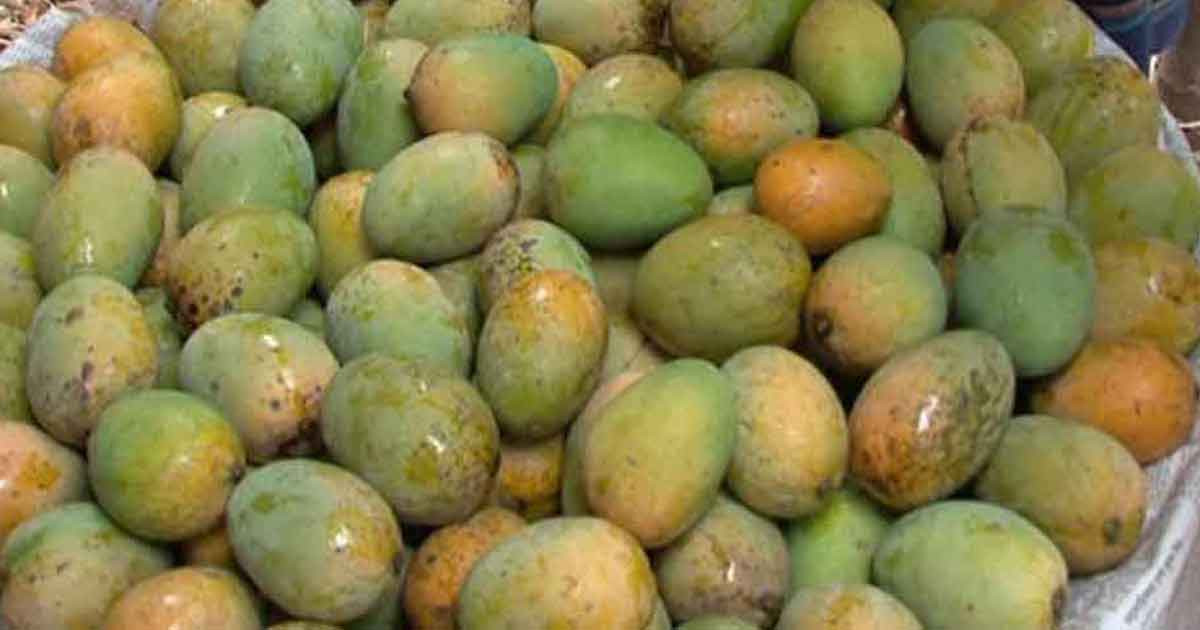 রাজশাহীর আম বাজারে আসার সময়সূচি ঘোষণা