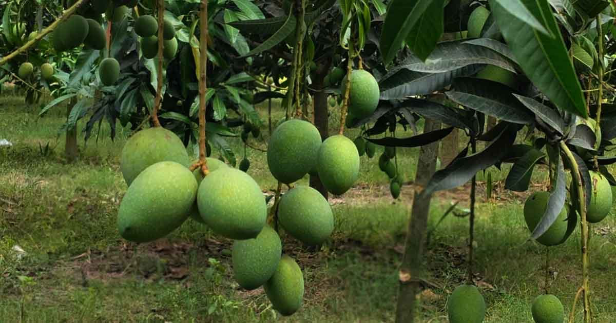 ২২ মে থেকে নওগাঁয় আম সংগ্রহ শুরু