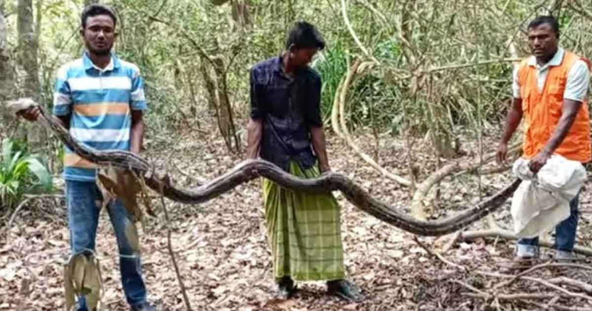 বাগেরহাটে ধানক্ষেতে মিলল ১৫ ফুট লম্বা অজগর, সুন্দরবনে অবমুক্ত