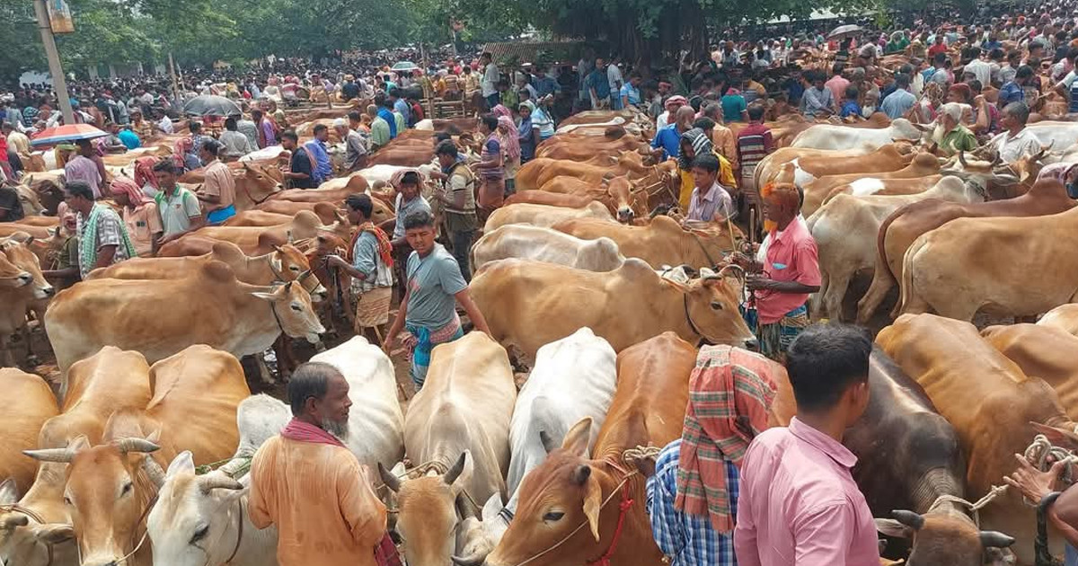 কোরবানিতে দেশব্যাপী পশুর হাট বসছে ৩ হাজার ৬০০টি, রাজধানীতে ২৭