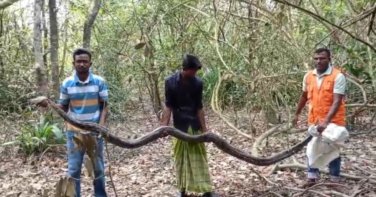 তিনটি হাঁস খেয়ে ধানক্ষেতে পড়ে ছিল ১৫ ফুট অজগর