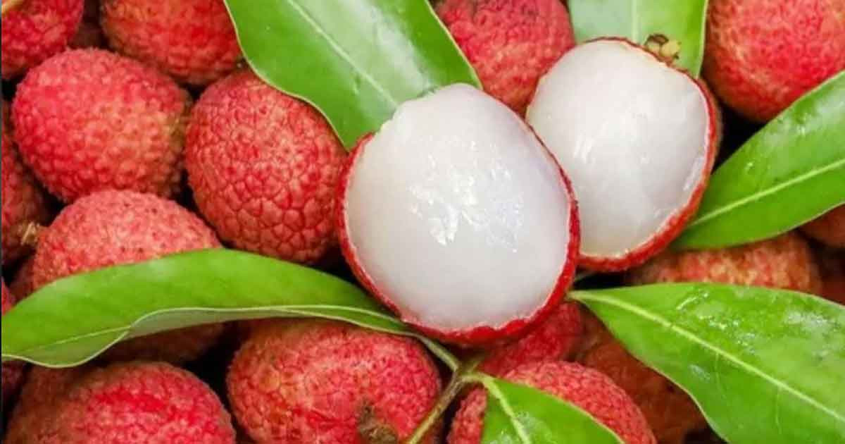 গলায় লিচুর বিচি আটকে প্রাণ গেল শিশুর