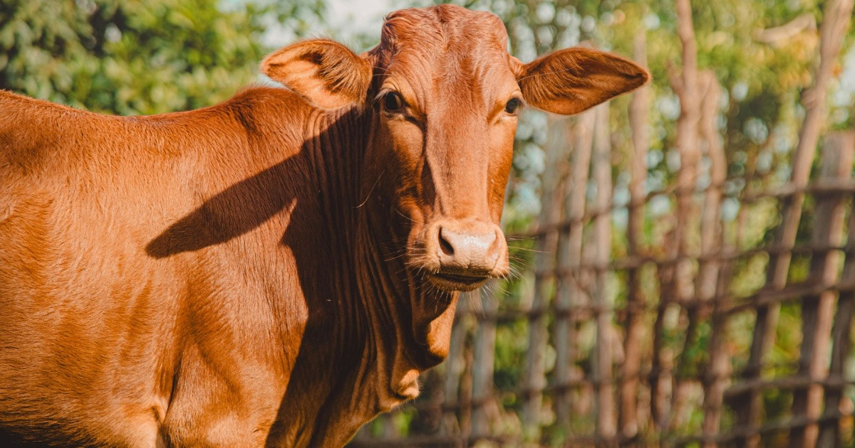 কত সম্পদ থাকলে কোরবানি ওয়াজিব