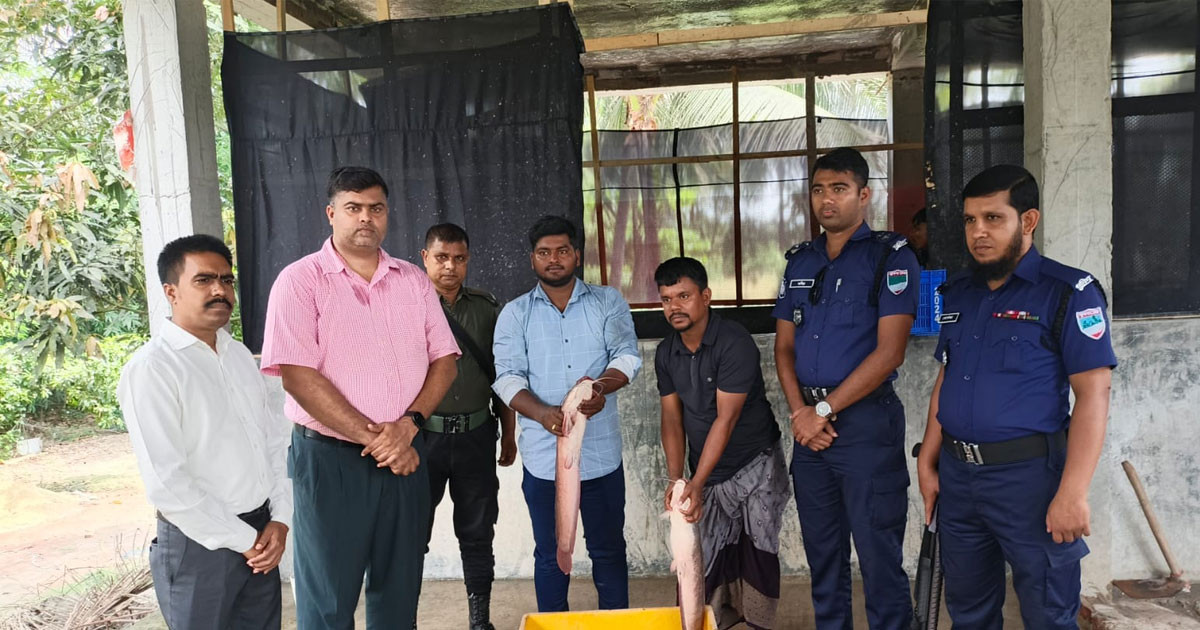কচুয়ায় ৩০ মন অবৈধ আফ্রিকান মাগুর মাছ জব্দ, জরিমানা