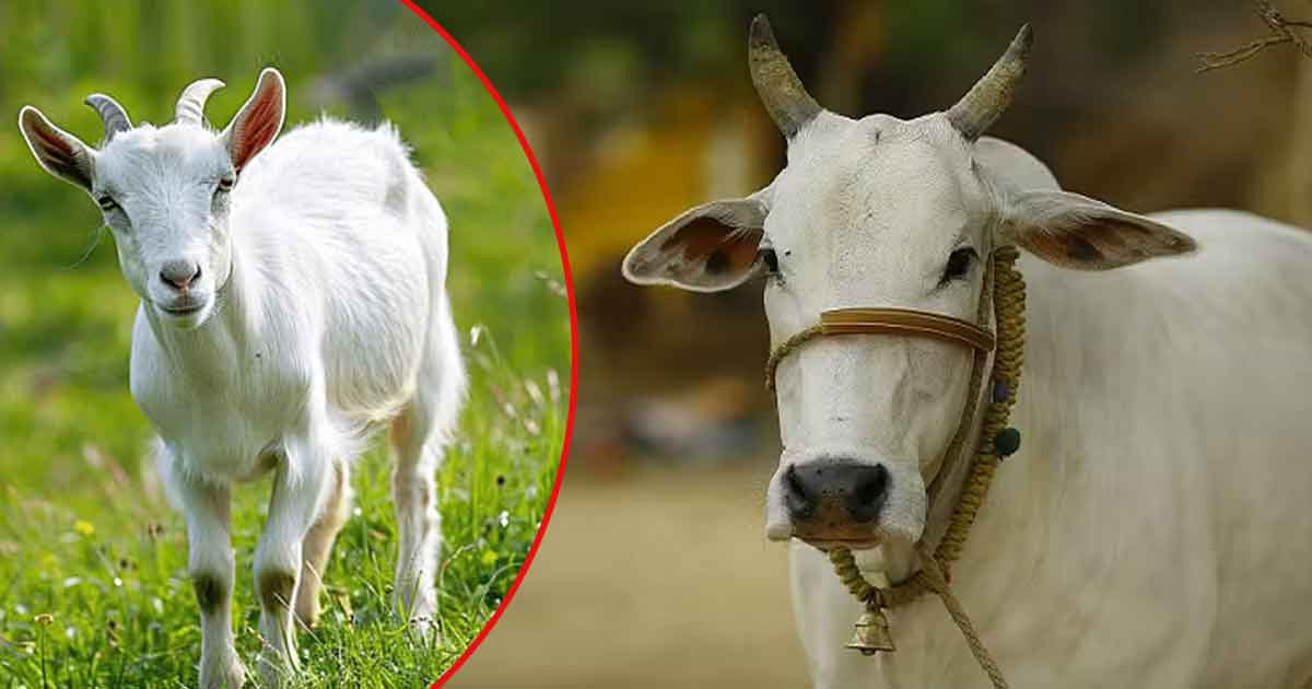 পশ্চিমবঙ্গে প্রকাশ্যে সব ধরনের পশু জবাই নিষিদ্ধ, জারি হলো নতুন নিয়ম