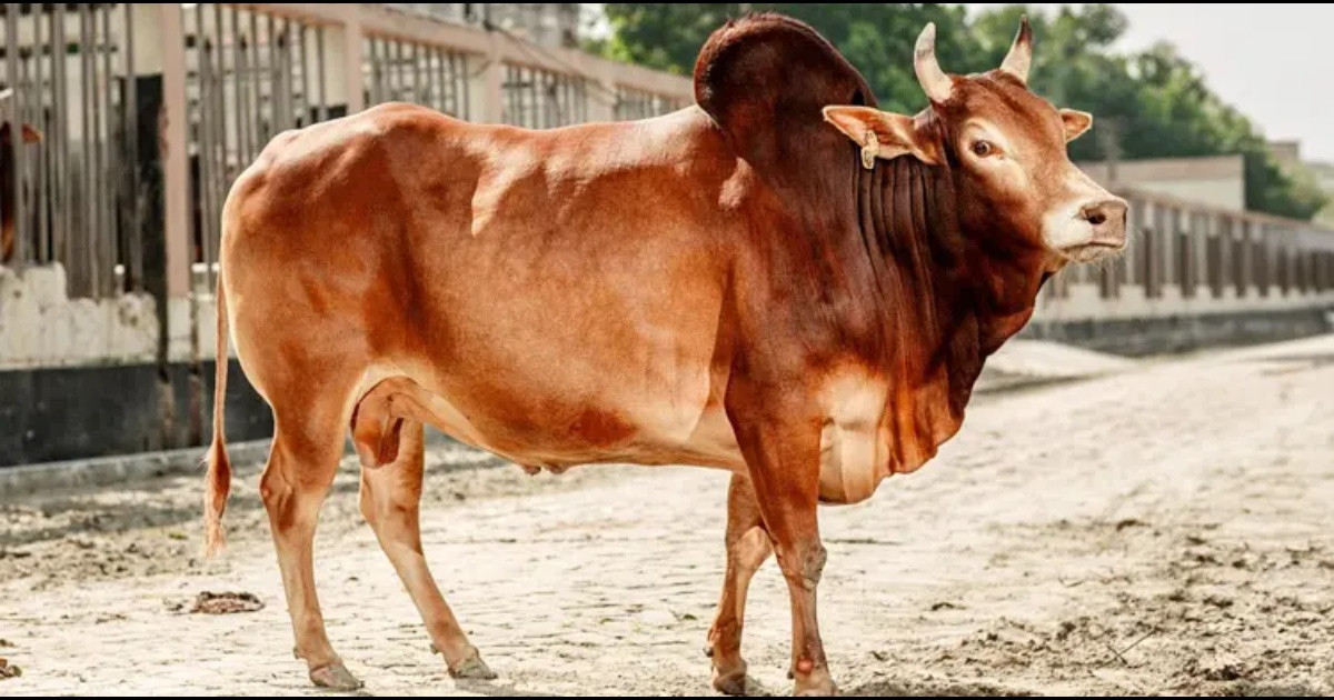 দুই ভাই মিলে এক ভাগে কোরবানি দেওয়া কী জায়েজ?