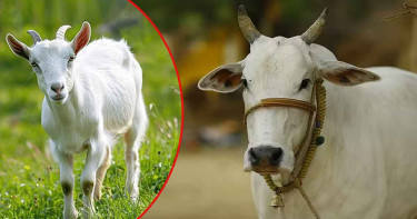 পশ্চিমবঙ্গে প্রকাশ্যে সব ধরনের পশু জবাই নিষিদ্ধ, জারি হলো নতুন নিয়ম