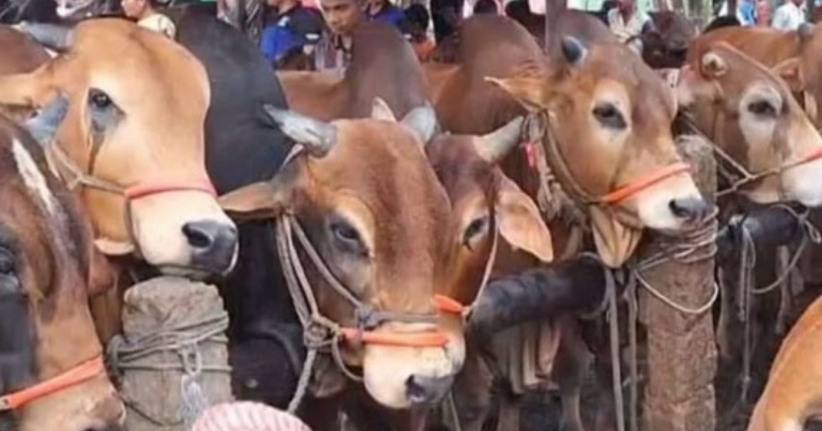 রাজধানীতে বসছে ২৬টি অস্থায়ী পশুর হাট