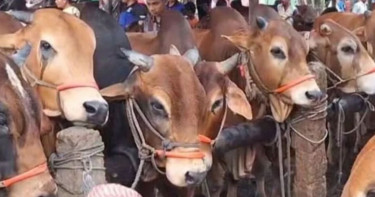 রাজধানীতে বসছে ২৬টি অস্থায়ী পশুর হাট