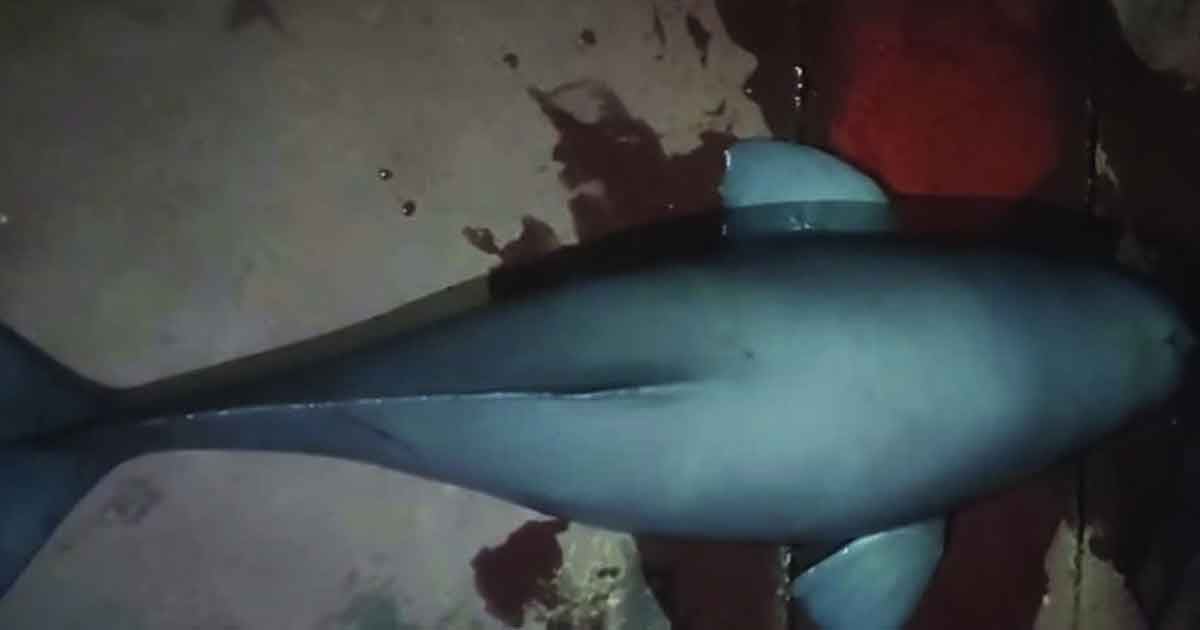 বরশিতে ধরা পড়ল ১৫ কেজি ওজনের ডলফিন