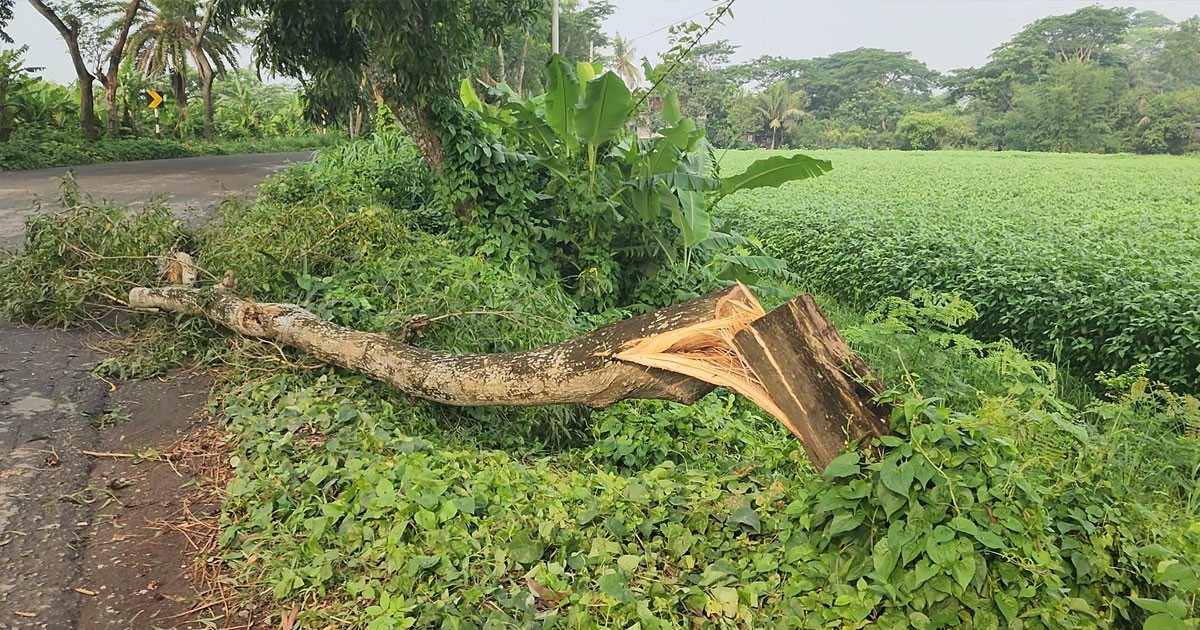 মাদারীপুর-শরীয়তপুর আঞ্চলিক সড়কে গাছ ফেলে ডাকাতি